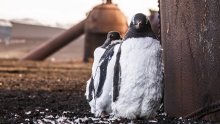 Prilagodljivi šarmeri: Klimatske promjene ugrožavaju pingvine, ali jedna vrsta postaje sve brojnija