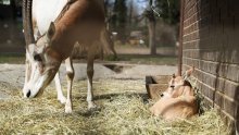 Rekord u zagrebačkom Zoološkom vrtu: Rođeno treće mladunče ugroženog sabljorogog oriksa