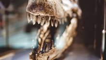 Gotovo 100 godina bio je zaboravljen u muzejskoj ladici, a onda je pomogao otkriti novog dinosaura