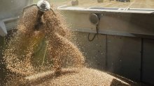 Urod pšenice za 13 posto nadmašio lanjski