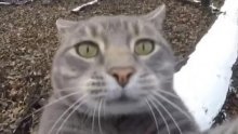 Upoznajte Mannyja – mačka koji radi selfije!