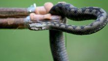 Zmije zaboravile utonuti u zimski san