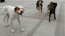 Dvjestotinjak Sarajlija prosvjedovali protiv eutanazije pasa lutalica