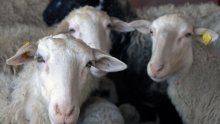 Traži pastira za plaću od 2500 kuna, no nitko se ne javlja