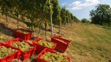 Zakon o vinu donosi vinarima uštede od 12 milijuna kuna