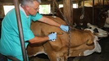Kreću isplate odšteta mljekarima, goveda će se ipak docjepljivati