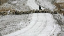 Sačmaricom upucao 52-godišnjeg pastira u polju