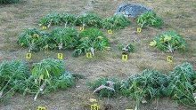 Plantaža marihuane u Bandićevoj Poganoj Vlaci
