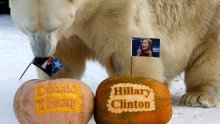 Tigrica i polarni medvjed prognozirali ishod američkih izbora