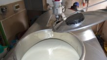 Povećala se proizvodnja mlijeka na OPG-ovima, ali je pala potrošnja u kućanstvima