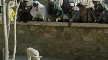 Jedina afganistanska svinja puštena iz karantene