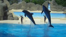 Hrvatski Gardaland bez bazena s dupinima