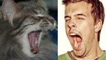 Lažna rasprodaja mačaka postala internetski hit