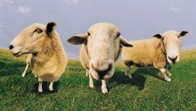 Pretukli pastira i ukrali mu deset ovaca
