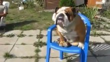 Kakva faca! Buldog pokazao bicepse