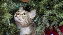 Pet načina kako zaštititi božićno drvce od mačaka