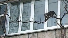 Hrabra maca zbog mladunca prkosila gravitaciji