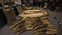 Zaplijenjena slonovača vrijedna 1,5 milijuna dolara