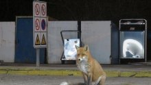 Vozačima na A1 probleme stvaraju vjetar i lisica