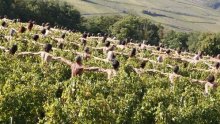 Sedamsto ljudi golo u vinogradima