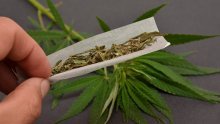 Živi zid predlaže zakon o legalizaciji marihuane