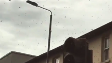 [VIDEO] Pogledajte kako je roj pčela paralizirao promet u Londonu