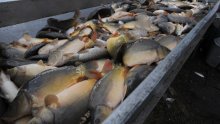 Ribarstvo u Hrvatskoj – snađi se, druže. A moglo bi biti bolje…