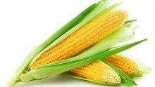 Veza GMO-a i tumora temelji se na lošoj znanosti