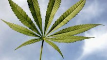 Legalizira se uporaba marihuane u medicinske svrhe