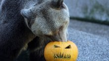 Fotografija medvjeda u Crikvenici na Halloween izazvala lavinu komentara