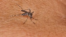 U Hrvatsku se vraća malarija, a stižu denga, zapadni Nil...