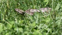 Ženu ugrizla riđovka, potom stala na poskoka