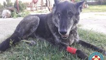 Otrovani pas HGSS-a se oporavlja, no još uvijek nije poznato hoće li moći nastaviti spašavati