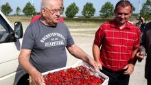 Besplatno dijelili domaće jagode jer ih trgovački lanci ne žele