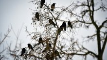 Vrane će čistiti zabavni park u Francuskoj