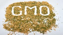 'Vlada tajno dopustila uvoz GMO proizvoda'