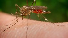 Opasna bolest zika stigla i u Europu!