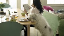 Postoje li dobri ili loši psi?