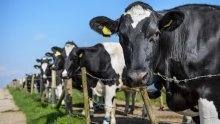 Proizvodnja mlijeka na obiteljskim gospodarstvima lani pala 10,8 posto