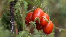 Zašto Hrvati ne vole domaću rajčicu? Proizvodnja pala za gotovo četvrtinu