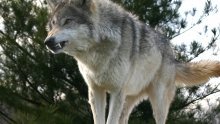 Ubijen diler kojemu su vukovi čuvali zasade trave