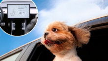 Tesla ima novost zbog koje psi više neće skapavati u vrućim automobilima