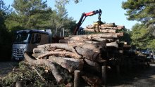 [FOTO/VIDEO] Krenuli radovi u Park šumi Marjan, pogledajte kako stabla nestaju jedno po jedno