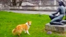 Nasmijte se uz urnebesnu kompilaciju pasa