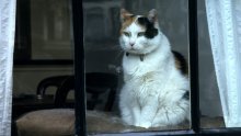 Susjeda koja voli mačke postala hit na internetu