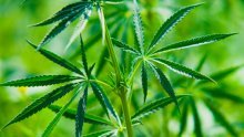 Slovenci odbili legalizaciju marihuane za 'samoliječenje'