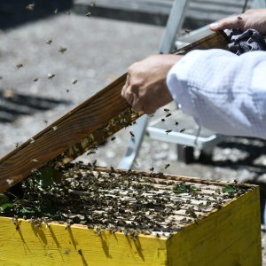Pčele kod Elektrostrojarske obrtničke škole