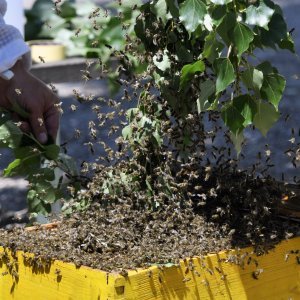 Pčele kod Elektrostrojarske obrtničke škole