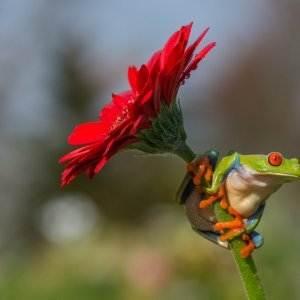 Životinjice i kukci u cvijeću