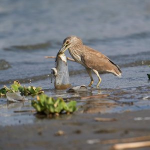 Plastika u oceanima